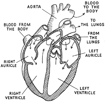 Circulatory System